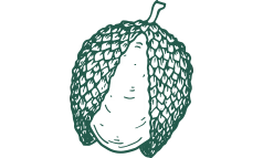 pineapplev